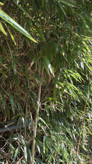 Phyllostachys aurea