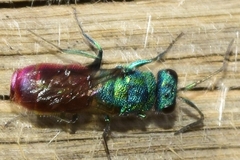 Chrysura