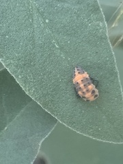 Cycloneda sanguinea