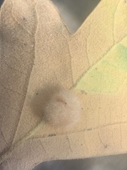 Druon quercuslanigerum