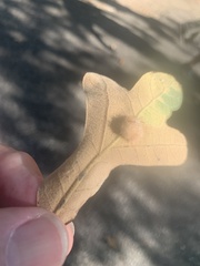 Druon quercuslanigerum