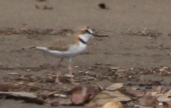 Charadrius collaris