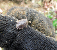 Porcellio dilatatus