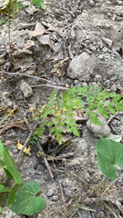 Cystopteris protrusa