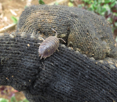 Porcellio dilatatus