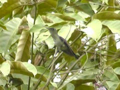 Chalybura buffonii