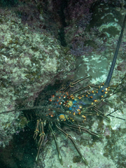 Panulirus inflatus
