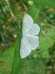 Scopula immutata