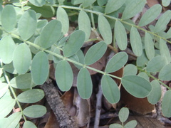 Astragalus cobrensis
