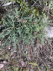 Artemisia
