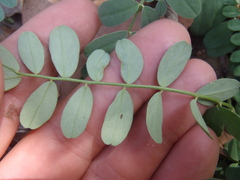 Astragalus cobrensis