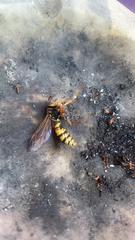 Fuscopolistes