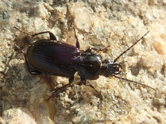 Pterostichina