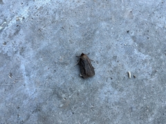 Amphipyra tragopoginis