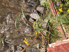 Helianthus angustifolius