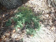 Astragalus cobrensis