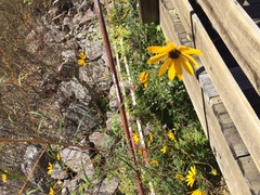 Helianthus angustifolius