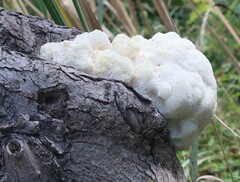 Hericium erinaceus