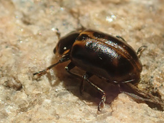 Ceratomegilla