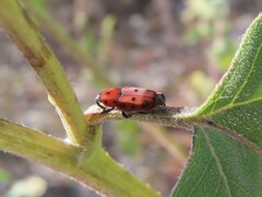 Rhodobaenus