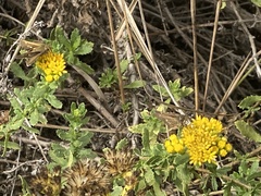 Panoquina errans
