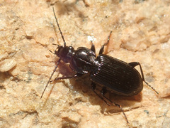 Pterostichina