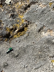 Chrysidoidea