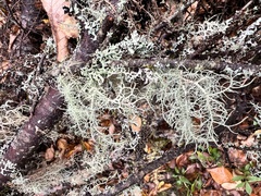 Pseudevernia consocians