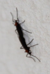 Plecia ruficollis