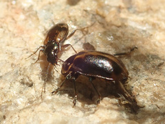 Ceratomegilla