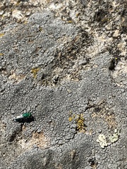 Chrysidoidea