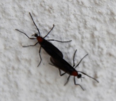 Plecia ruficollis