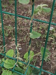 Gonolobus grandiflorus