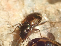 Bembidion