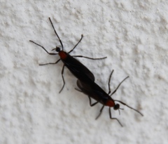 Plecia ruficollis