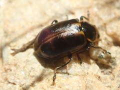 Ceratomegilla