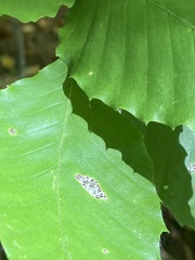 Phyllonorycter maestingella