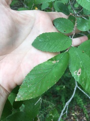 Ulmus crassifolia