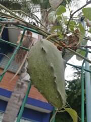 Gonolobus grandiflorus