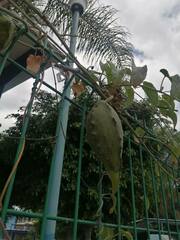 Gonolobus grandiflorus