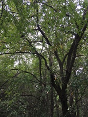 Ulmus crassifolia