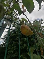 Gonolobus grandiflorus