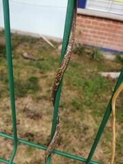 Gonolobus grandiflorus