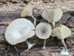 Arrhenia epichysium