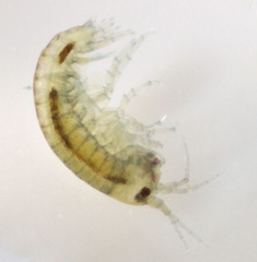 Hyalella