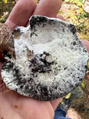 Hypomyces chrysospermus