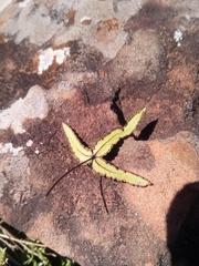 Doryopteris triphylla image