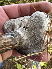 Hypomyces chrysospermus