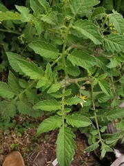 Solanum lycopersicum cerasiforme