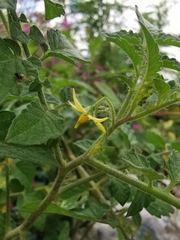 Solanum lycopersicum cerasiforme